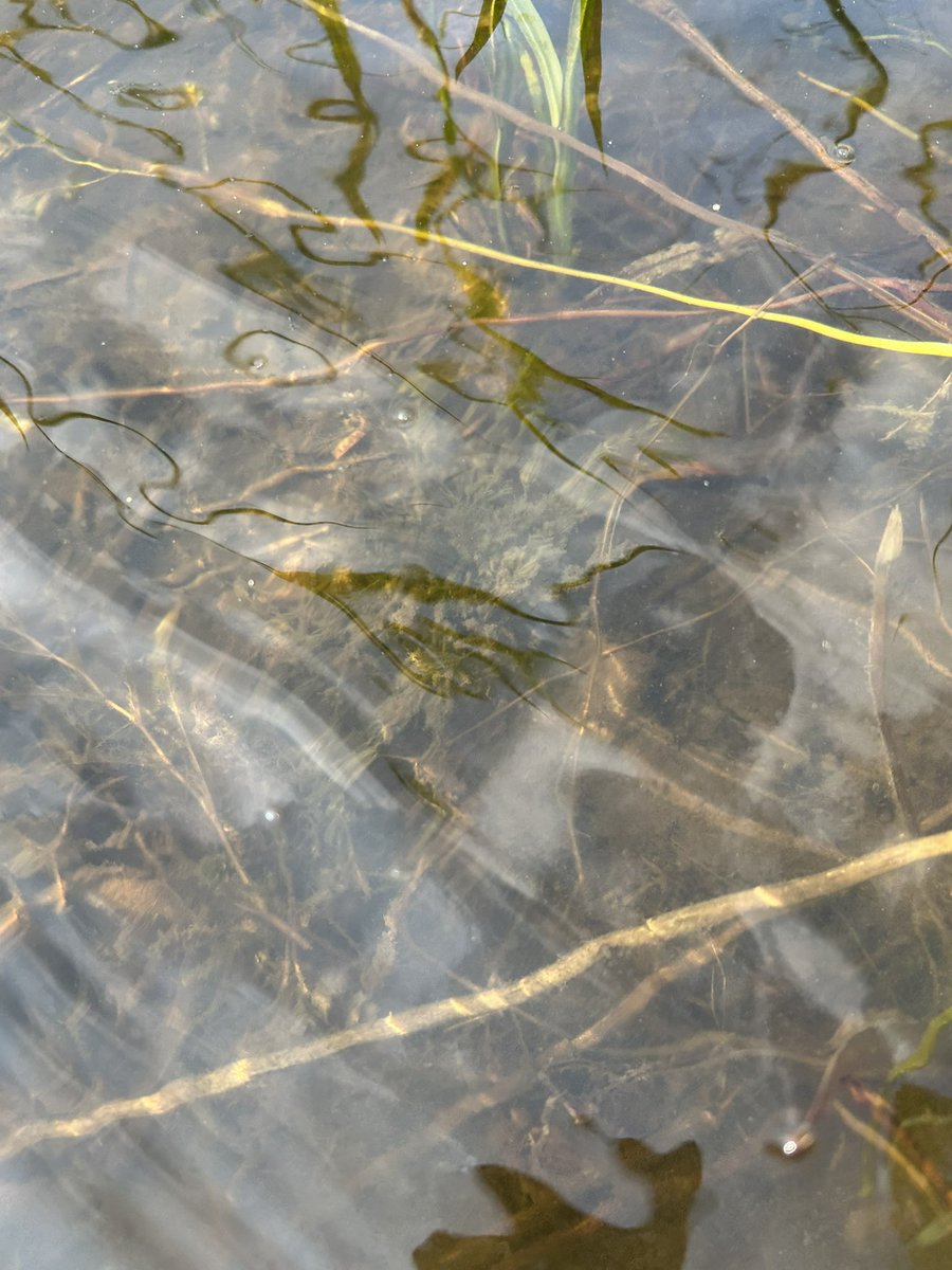 So… I spotted this small plant in Mielenko Lake, Kartuzy. The scent was familiar. We welcome first Chara sp. in Mielenko Lake 🤩