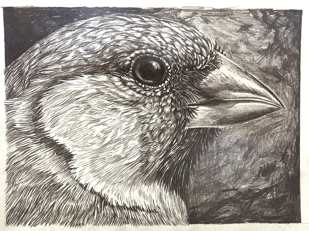 Tekening gemaakt. Het is een vink 

Verslavink voeden
22,9 x 30,5 cm
Potlood op papier

Retweet is lief.