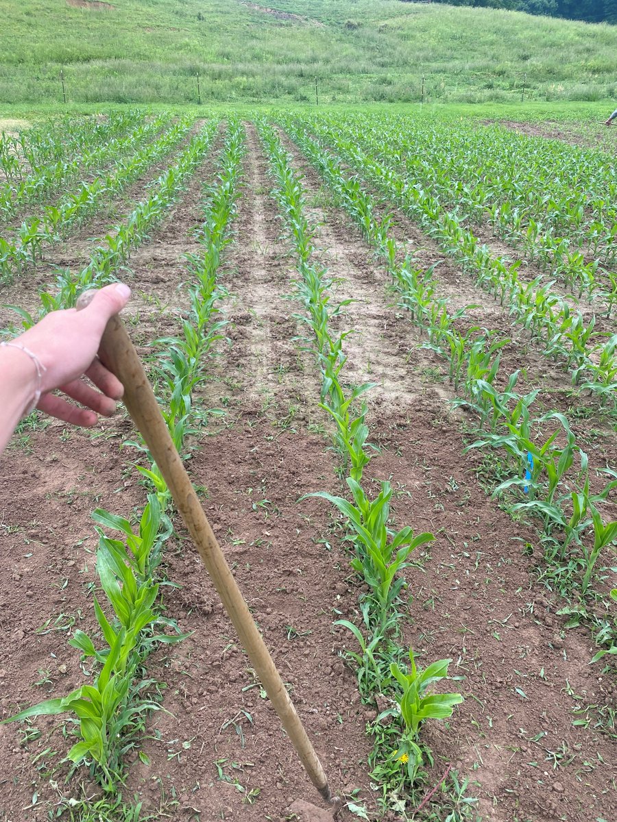 BurrusSeed's tweet image. 📸 #BurrusSeed intern Kyle Hays had another busy week: I cleaned up some grassy edges of a small corn plot with Kirk and went to LaPlata with Jake and broke down 82 boxes in a few hours together! #beastmode 💪🌽