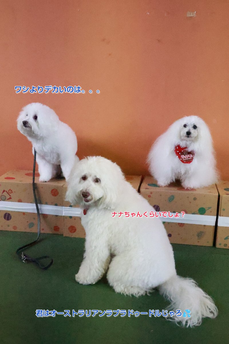 シロより大きい子を探すと。。。ナナちゃんしかいませんでした。。。って、ナナちゃん、ドゥードルだからね。