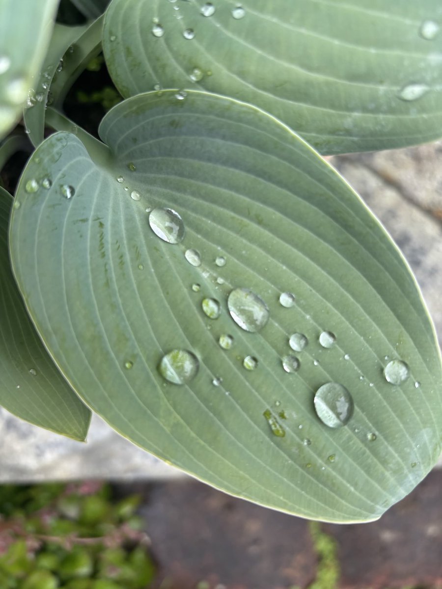 Raindrops are falling…..