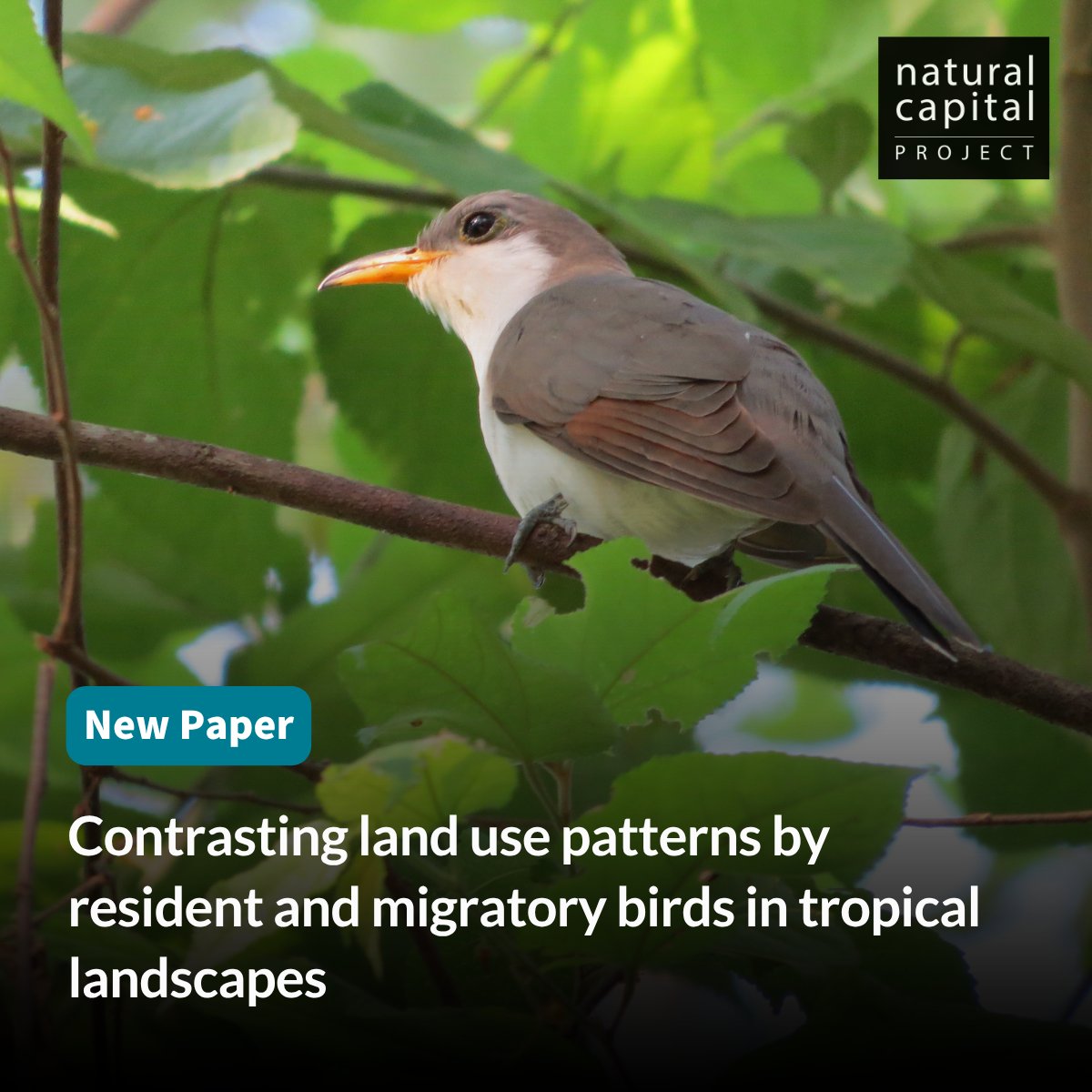 How does land use impact birds in the tropics?

A recent study by Dallas Levey explores how resident and migratory birds respond to land use changes, highlighting the need to manage areas around protected lands to protect biodiversity: bit.ly/4jAmXFJ