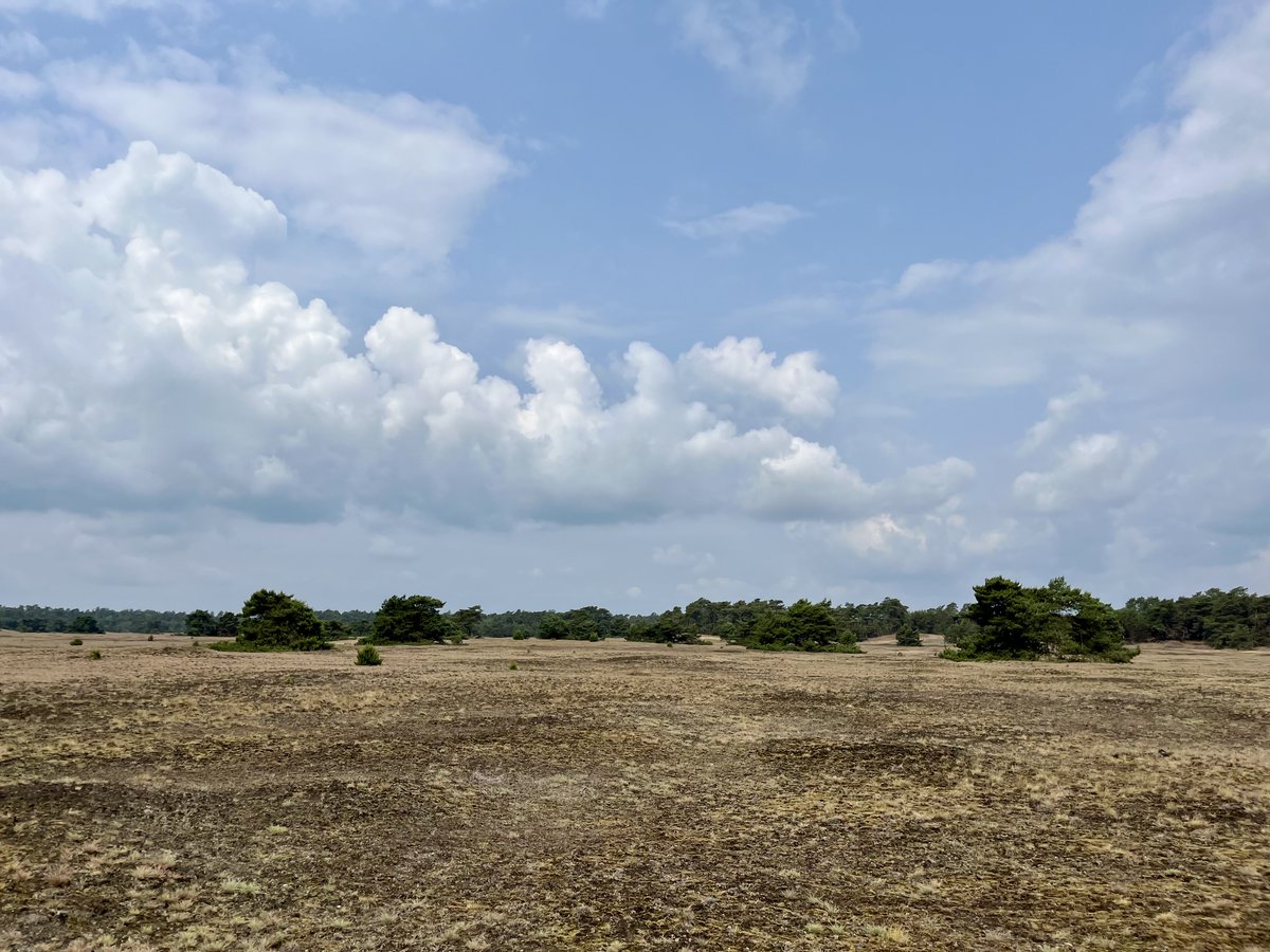 Vandaag gefietst over de Hoge Veluwe. Het is een prachtig natuurgebied. Helaas zie je vergrassing, minder heide. Ook een overvloed aan bloeiende lupines. Prachtig om te zien, maar ook een gevolg van de te hoge stikstofdepositie.