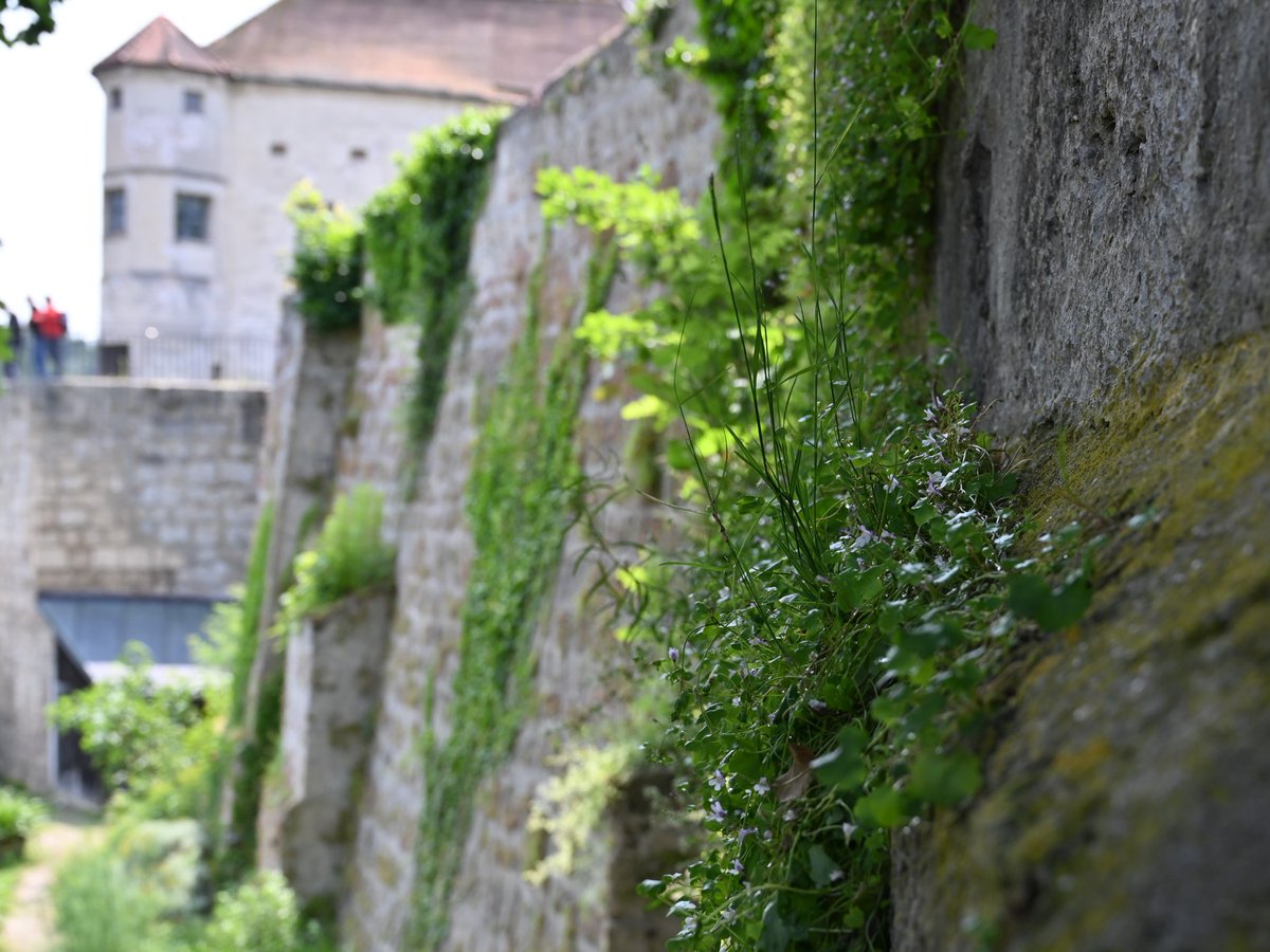 Throjaphoto's tweet image. Burgimpressionen: Pflanzen 🌱

#Burghausen #Bavaria #Germany
#photography