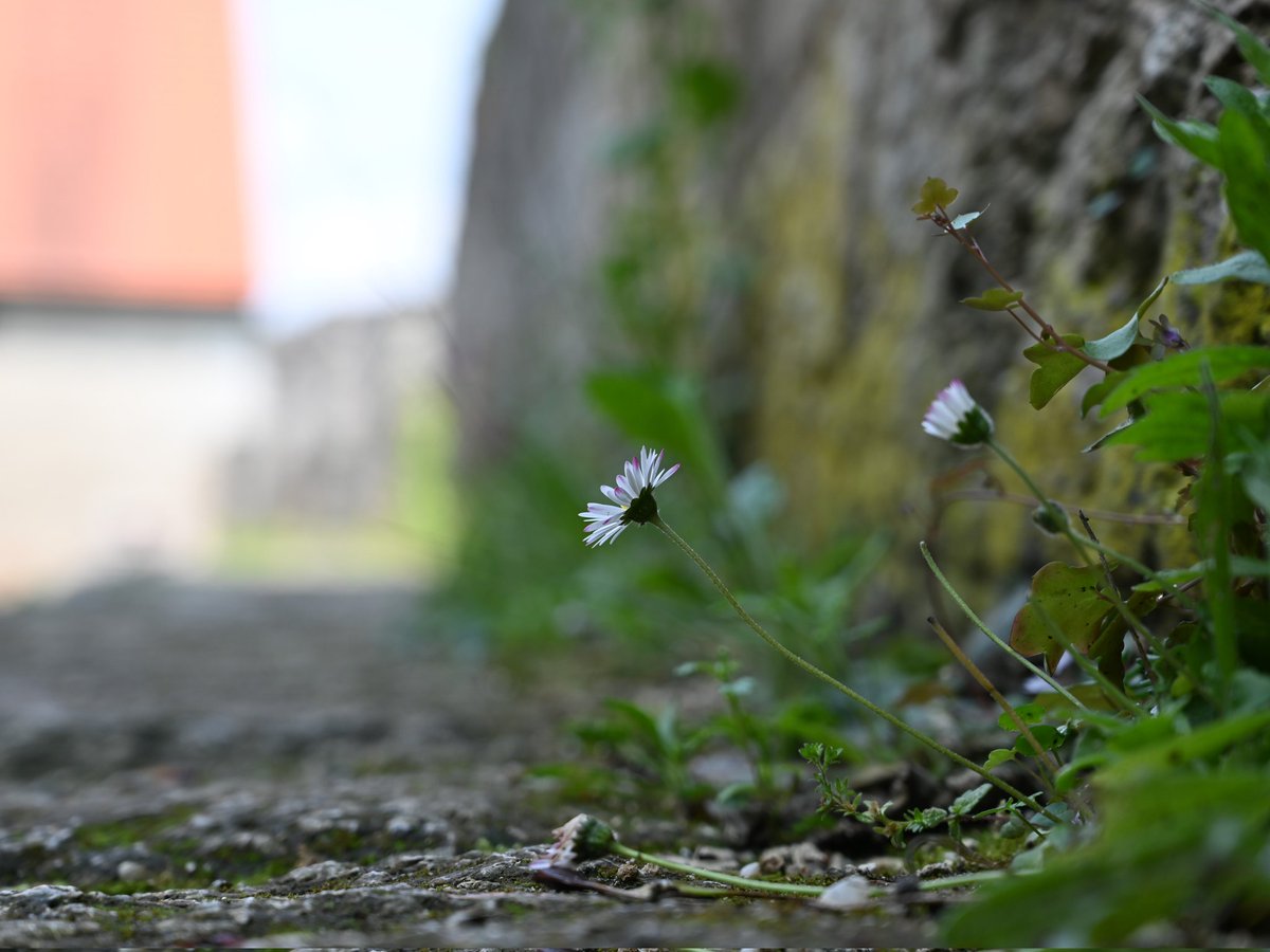 Throjaphoto's tweet image. Burgimpressionen: Pflanzen 🌱

#Burghausen #Bavaria #Germany
#photography