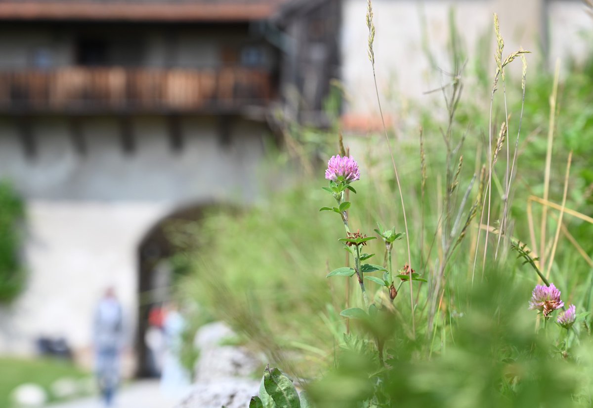 Throjaphoto's tweet image. Burgimpressionen: Pflanzen 🌱

#Burghausen #Bavaria #Germany
#photography