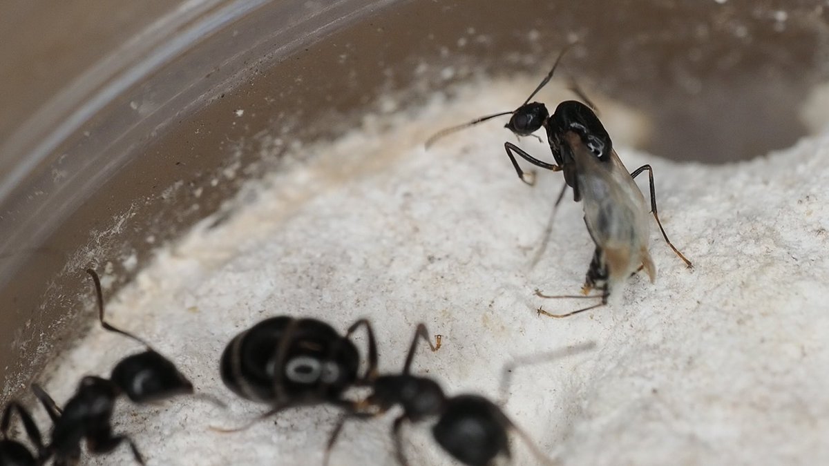 はたらきアリ→プロフ読んでください はたらきアリ→プロフ読んでください 盲目の“火星から来た”アリ