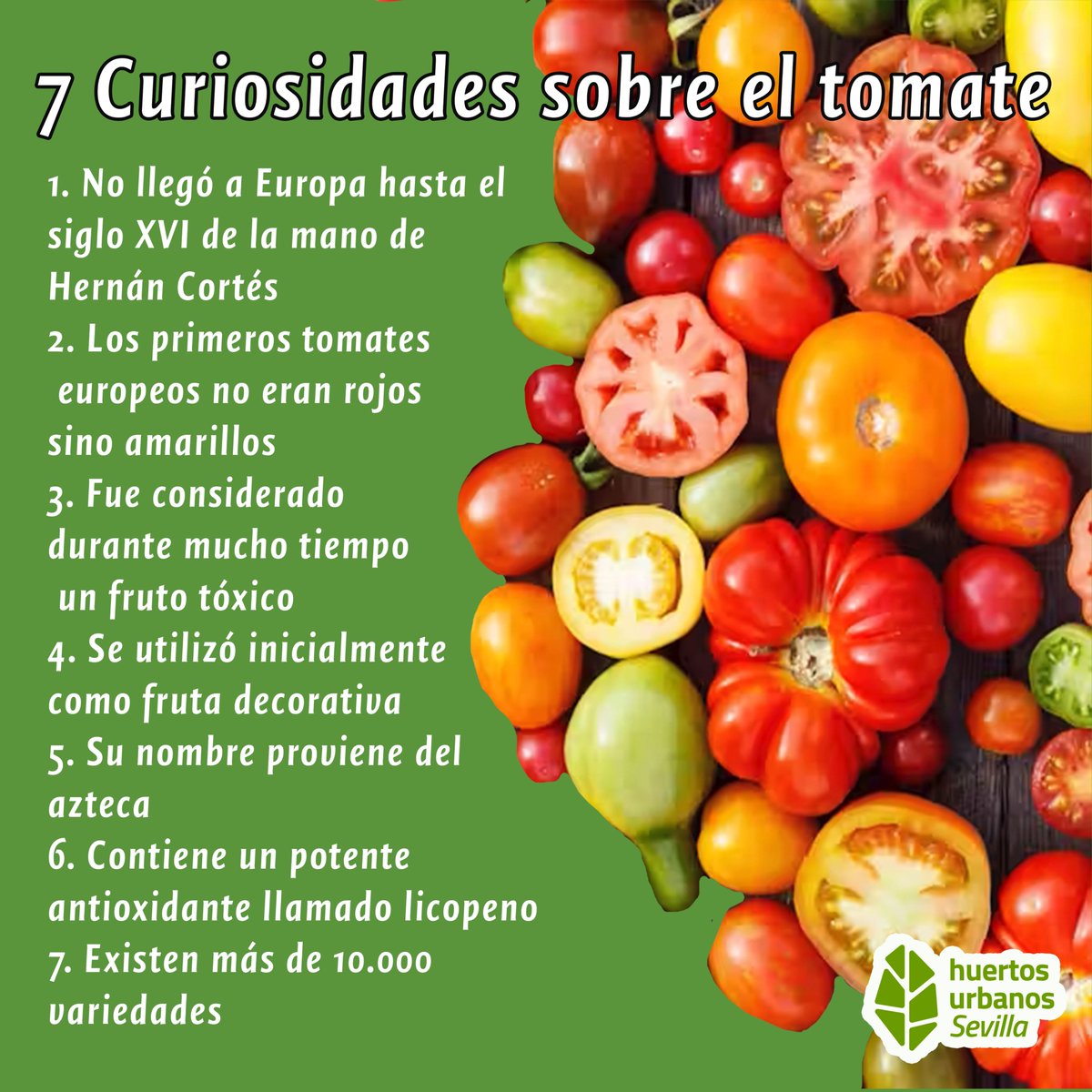 ¿Sabías qué? 

<a href="/Ayto_Sevilla/">Ayuntamiento de Sevilla</a>   #tomate #huertourbano #agriculturaecologica