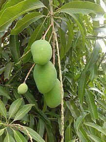 For MUMPS, boil the stem bark of Neem+ stem bark of Mango+ Occimum gratissimum ( scent leaves, nunum in twi, efinrin in yoruba) for 30mins and drink 100mls twice daily…it treats it within 2-7 days🍀🤝

Note that MUMPS is one of the causes of Infertility in men❗️
