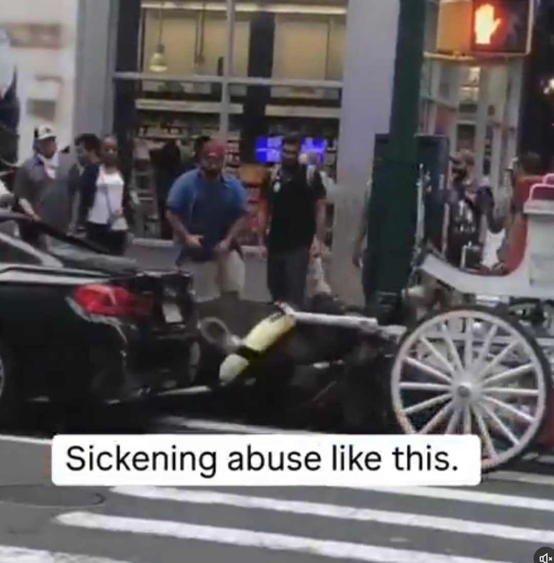 MLeeNYCx's tweet photo. As a Founding Member supporter of @theanimalvoters I’ve valued #VFAR election endorsements. But can’t wrap my head around their terrible choice of @JustinBrannan‼️There is NO possible way I could vote for a LIAR who broke his pledge to #PassRydersLaw #BanHorseCarriages‼️ https://t.co/bPw3WnPMVW