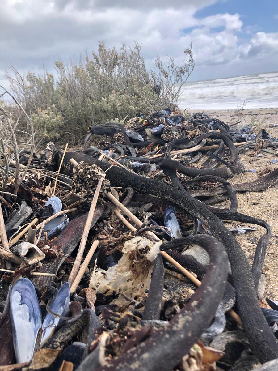 I 💜 Weskus Newsletter - mailchi.mp/d3f6400e27a7/i…

Click on Facebook Page Newsletter tab to subscribe to this monthly newsletter.

PHOTO: @elsje_truter
LOCATION: Dwarskersbos