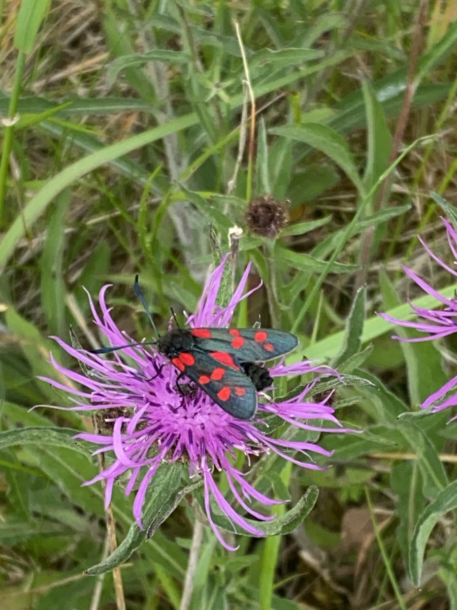 Richard Williams (@richardrbw) on Twitter photo Spot the difference! Both Cinnabar and Six Spot Burnet moths found on reclaimed ground close to M4 Junction 16. <a href="/SwindonWS/">SwiWildlifeSightings</a> Spot the difference! Both Cinnabar and Six Spot Burnet moths found on reclaimed ground close to M4 Junction 16. <a href="/SwindonWS/">SwiWildlifeSightings</a>