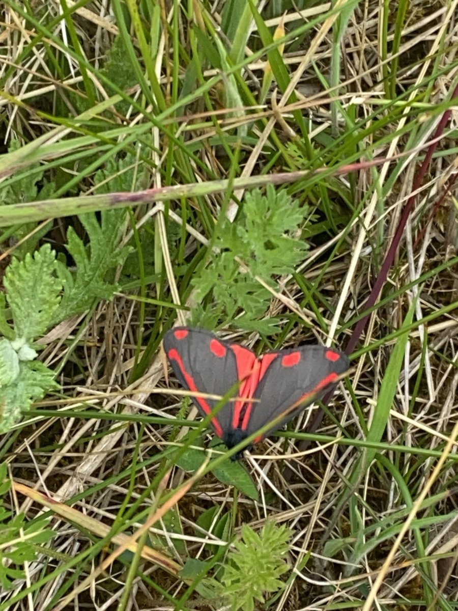 Richard Williams tweet media