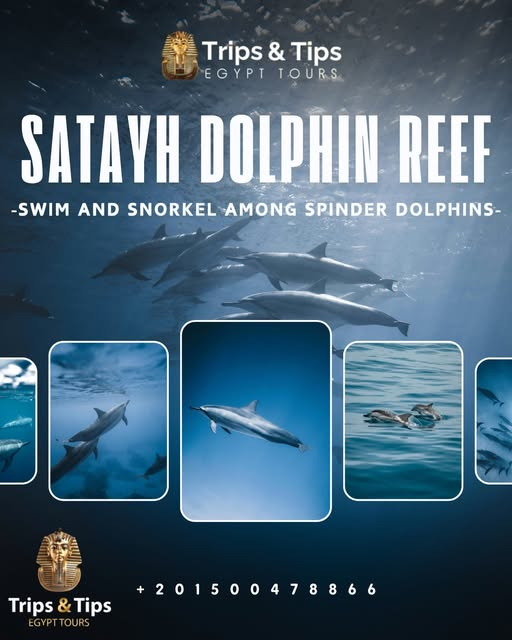 TRIPS_TIPS11's tweet photo. π¬ Swim with wild dolphins at Sataya Reef!
Day trip from Port Ghalib/Marsa Alam to the magical Dolphin House π
Snorkel vibrant reefs, enjoy lunch onboard, and create memories that last!
π² https://t.co/DtRhqIemDl | π 01500478866
#SatayaReef #SwimWithDolphins #RedSeaAdventure https://t.co/KdmaOrzXMM