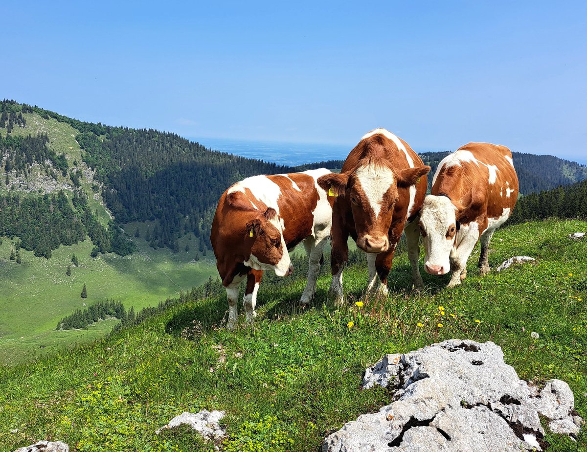 Drei gegen einen. Ziemlich unfair, ich musste ausweichen!