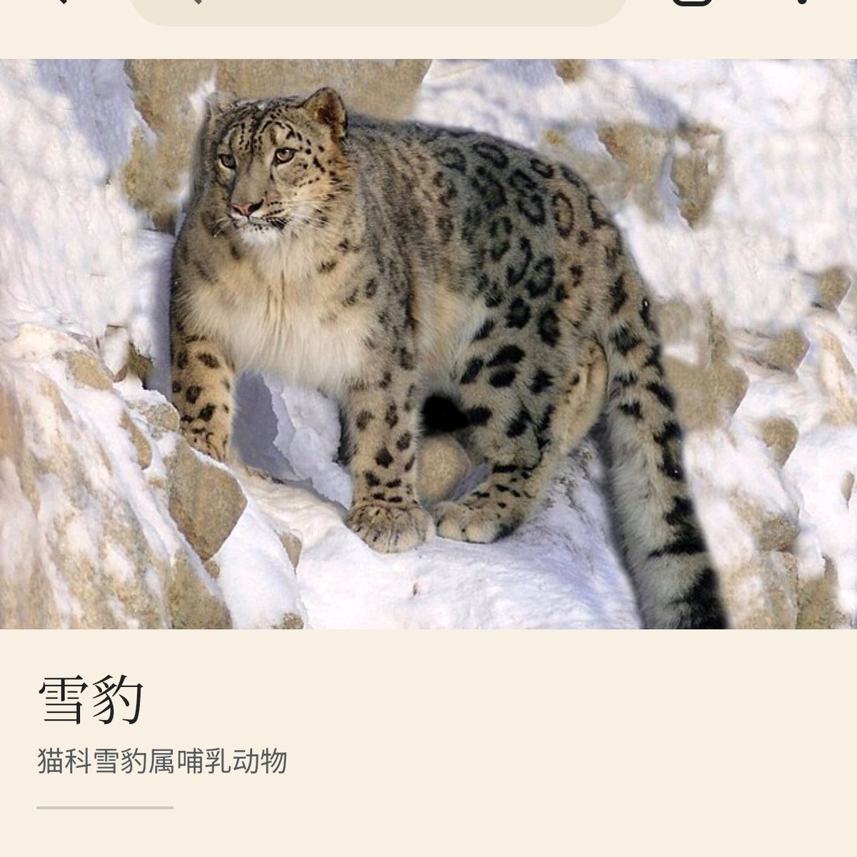 Boraelovenator Original creature author: @牢tcail Color reference