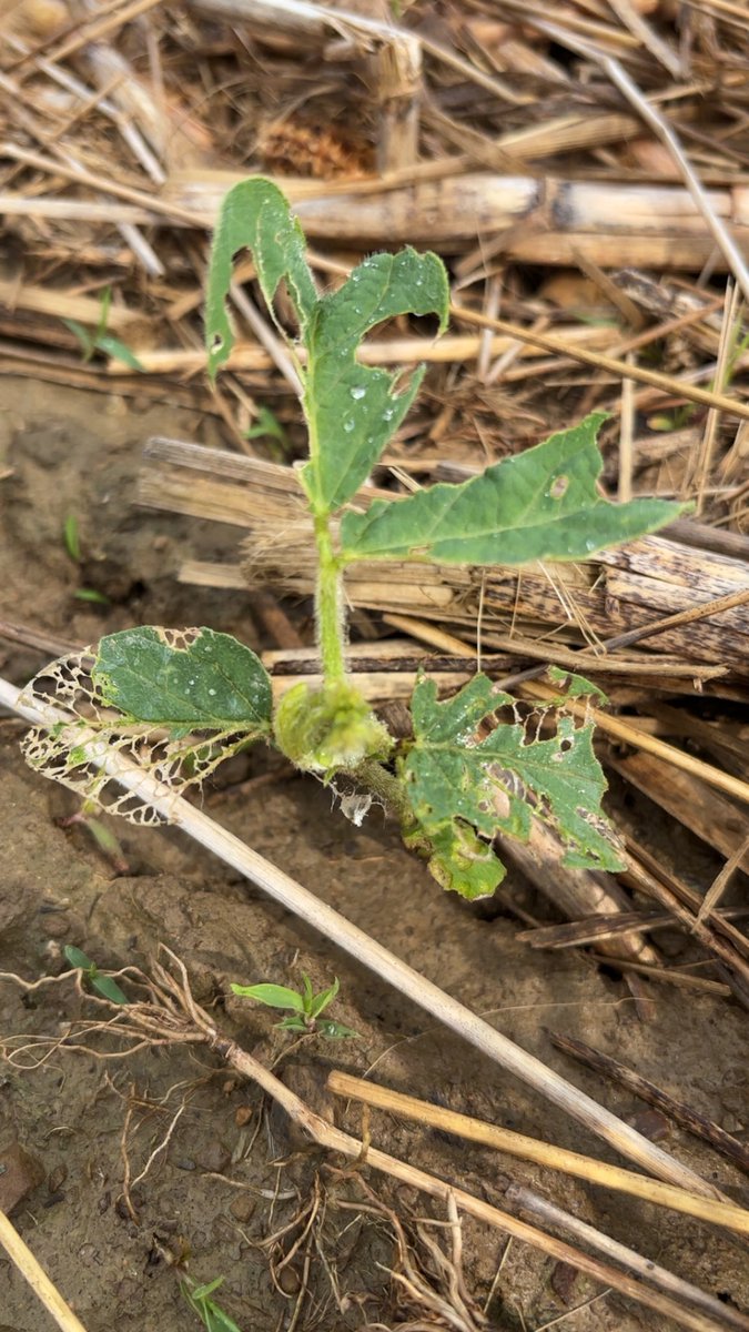 Photos from today, June 9th. This is one of the most prolonged period of slug feeding I can remember.
