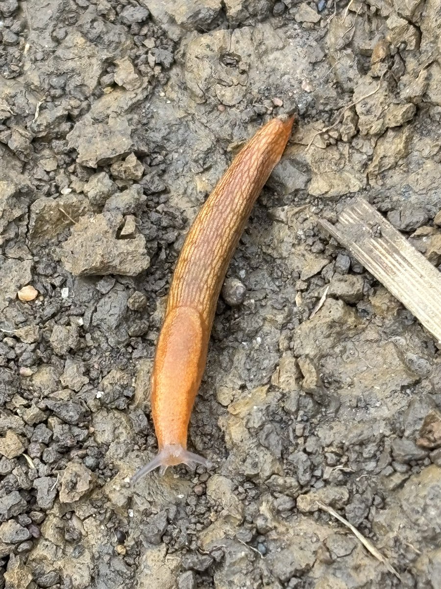 Wayde Looker tweet media