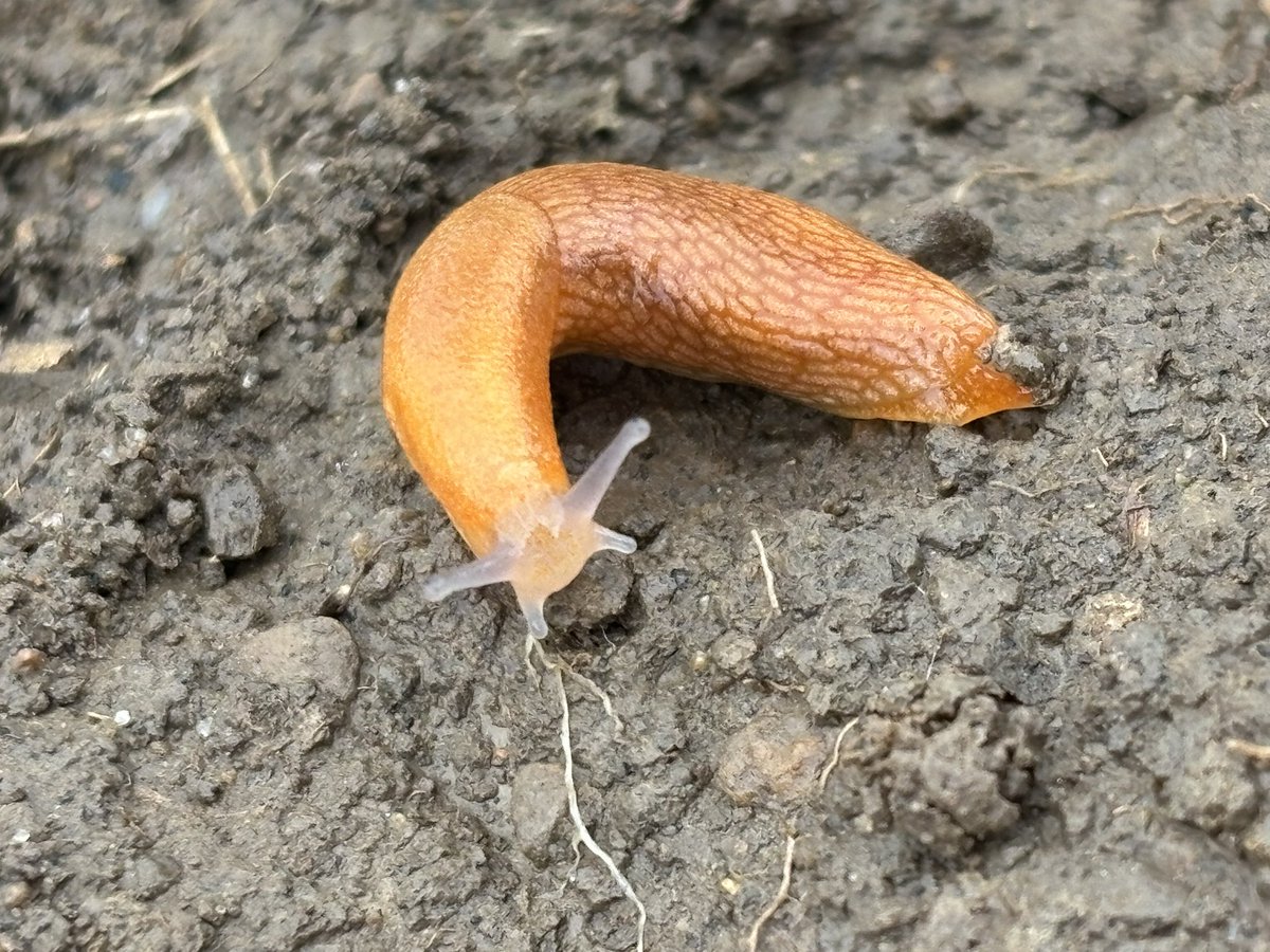 Wayde Looker tweet media