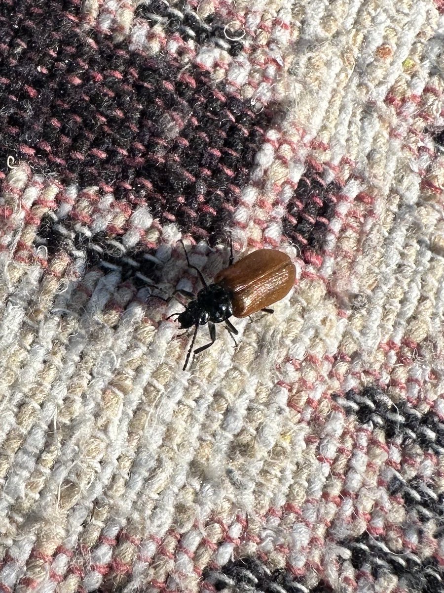 Bugün bu böceklerden çektiğim neydi ya