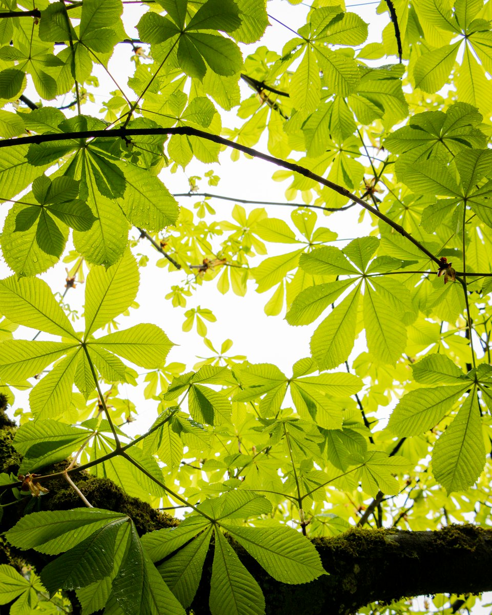USC Spatial Sciences (@usc_ssi) on Twitter photo Congrats to Marc Meza! This #GIST student passed his #thesisdefense with flying colorsโbut mainly green. ๐ณ
Marc's thesis uses an <a href="/Esri/">Esri</a> #DeepLearning Classification model to analyze the relationship between tree canopy cover and demographic data in LA.
<a href="/USCDornsife/">USC Dornsife College of Letters, Arts & Sciences</a> <a href="/USC/">USC</a> Congrats to Marc Meza! This #GIST student passed his #thesisdefense with flying colorsโbut mainly green. ๐ณ
Marc's thesis uses an <a href="/Esri/">Esri</a> #DeepLearning Classification model to analyze the relationship between tree canopy cover and demographic data in LA.
<a href="/USCDornsife/">USC Dornsife College of Letters, Arts & Sciences</a> <a href="/USC/">USC</a>