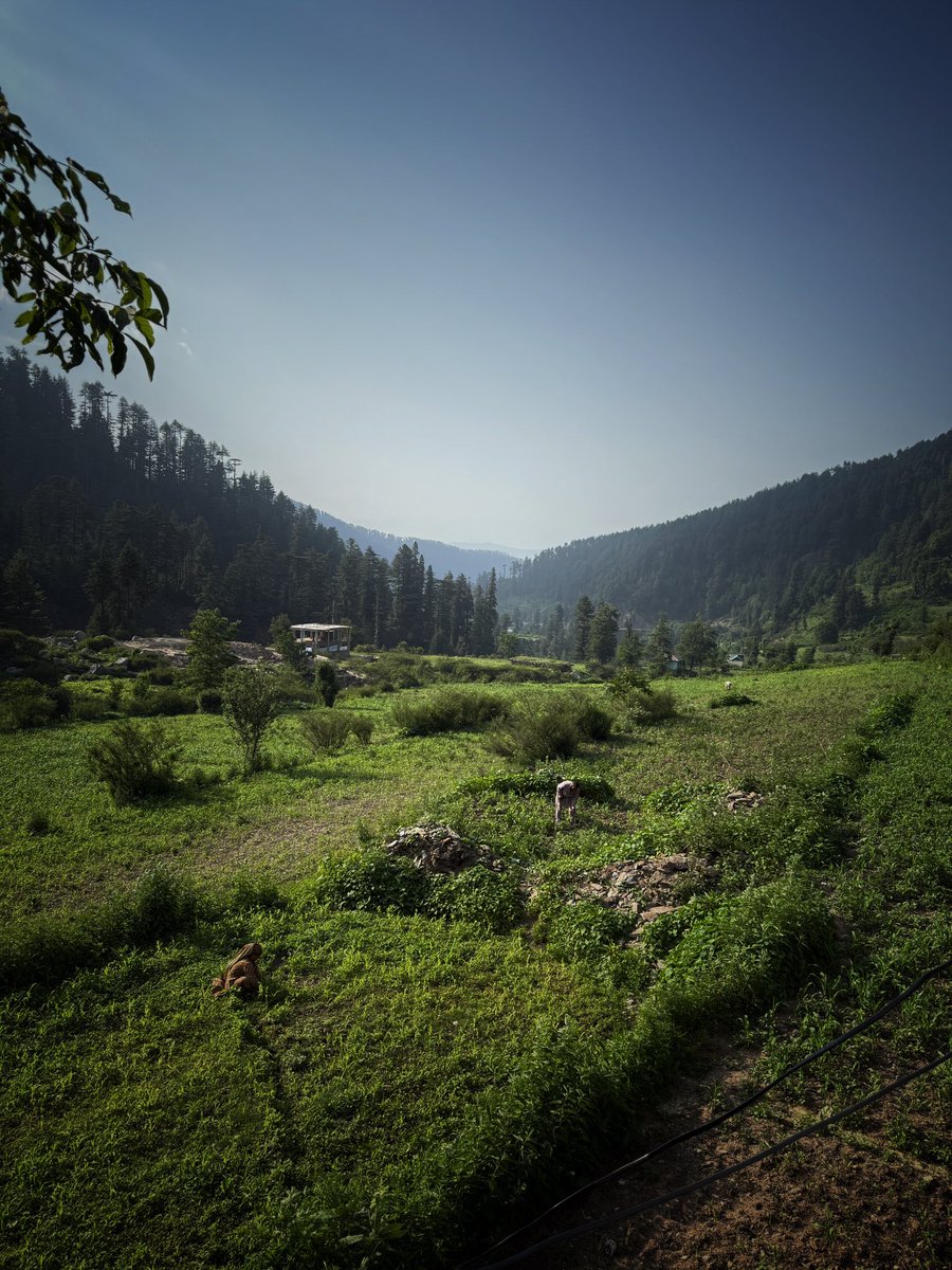 Niamatullah Sheikh. tweet media