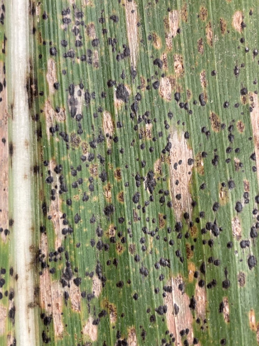 Crop Protection Network (@cropnetwork) on Twitter photo Fungicide efficacy for corn, soybean and wheat from Extension.
Corn: doi.org/10.31274/cpn-2โฆ
Soybean: doi.org/10.31274/cpn-2โฆ
Wheat: doi.org/10.31274/cpn-2โฆ
<a href="/alabamaED/">Ed Sikora</a> <a href="/MahDuffeck/">Maรญra Duffeck ๐พ๐๐ฆ ๐๐ฌ๐ป๐๐ฉโ๐ฌ๐ฉ๐ผโ๐ป</a> <a href="/baldpathologist/">Tom Allen</a> <a href="/maddishires/">Maddi Shires</a> <a href="/dsmuelle/">Daren Mueller</a> <a href="/alisonrISU/">Alison Robertson</a> <a href="/AlbertTenuta/">Albert Tenuta</a> <a href="/badgercropdoc/">Damon L. Smith</a> <a href="/MartinChilvers1/">Martin Chilvers</a> Fungicide efficacy for corn, soybean and wheat from Extension.
Corn: doi.org/10.31274/cpn-2โฆ
Soybean: doi.org/10.31274/cpn-2โฆ
Wheat: doi.org/10.31274/cpn-2โฆ
<a href="/alabamaED/">Ed Sikora</a> <a href="/MahDuffeck/">Maรญra Duffeck ๐พ๐๐ฆ ๐๐ฌ๐ป๐๐ฉโ๐ฌ๐ฉ๐ผโ๐ป</a> <a href="/baldpathologist/">Tom Allen</a> <a href="/maddishires/">Maddi Shires</a> <a href="/dsmuelle/">Daren Mueller</a> <a href="/alisonrISU/">Alison Robertson</a> <a href="/AlbertTenuta/">Albert Tenuta</a> <a href="/badgercropdoc/">Damon L. Smith</a> <a href="/MartinChilvers1/">Martin Chilvers</a>