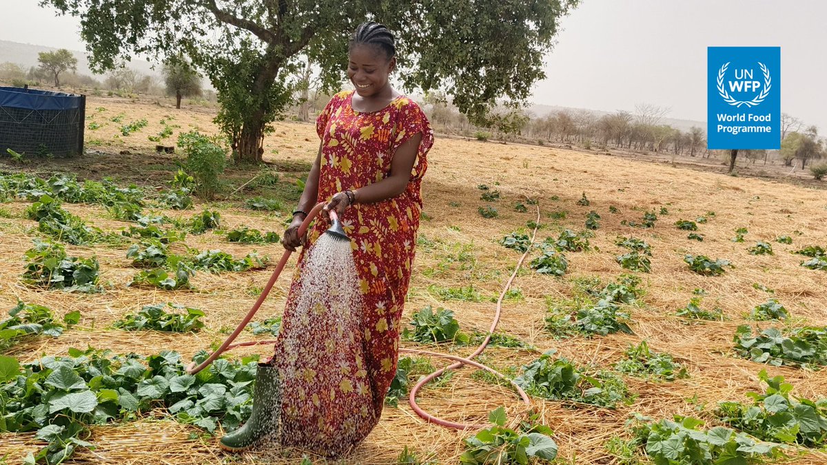In #Kayes, young women, like Boye, are leading the fight for #FoodSecurity!
At 18-years old, Boye Soumaré, a @‌WFP-supported young garderner shares :"We started with simple ground, &amp; together, we've nurtured it to the point where new vegetable🥬is now sprouting."

Thanks to #EU🇪🇺