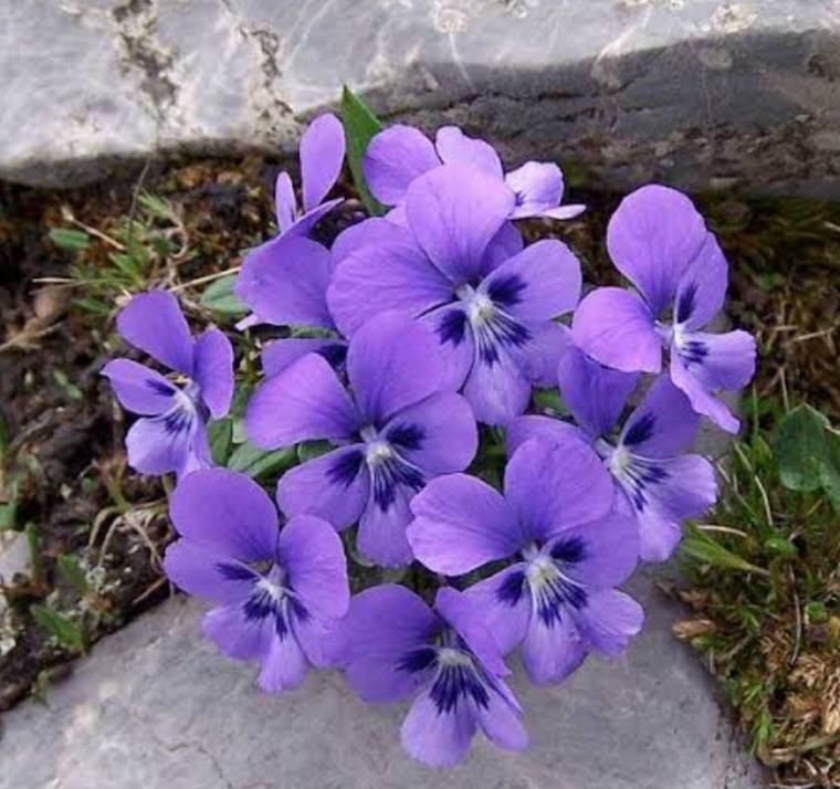 FMARTELGON's tweet photo. violetas https://t.co/Hvsp80uFqj