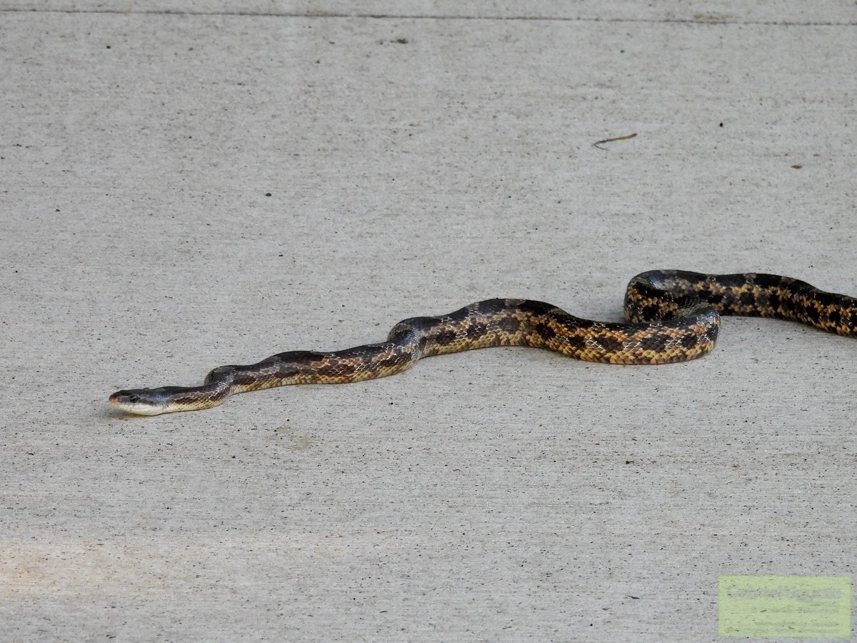 Yesterday I ran into this beautiful and huge Western Ratsnake (Pantherophis obsoletus). It was well over 1.5 m long. Definitely one of the largest ratsnakes I’ve found