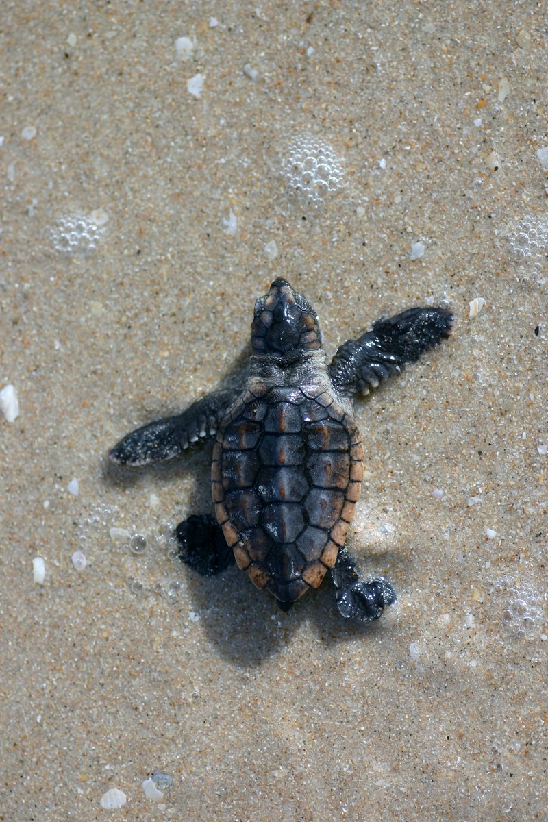 MyFWC's tweet photo. DYK roughly 1 in 1000 sea turtles reaches adulthood? Every adult has defied odds, escaping predators & threats on land & at sea. To help #GoSlow when driving a boat, #PackItInPackItOut when enjoying the beach, & keep beaches dark at night. #WildTurtleWeek
https://t.co/487EslDkfM https://t.co/3OlGyAGDLA