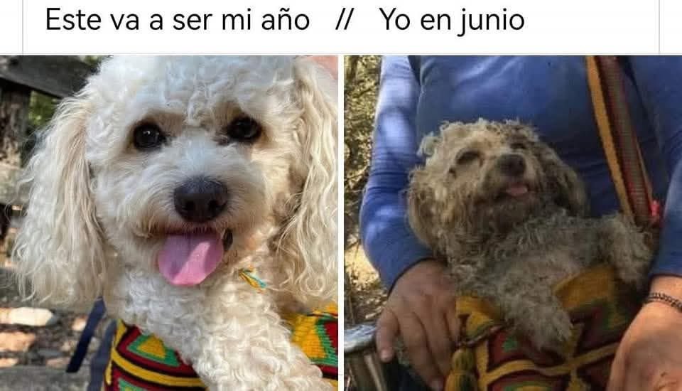 Beluga (@mocosadem) on Twitter photo 