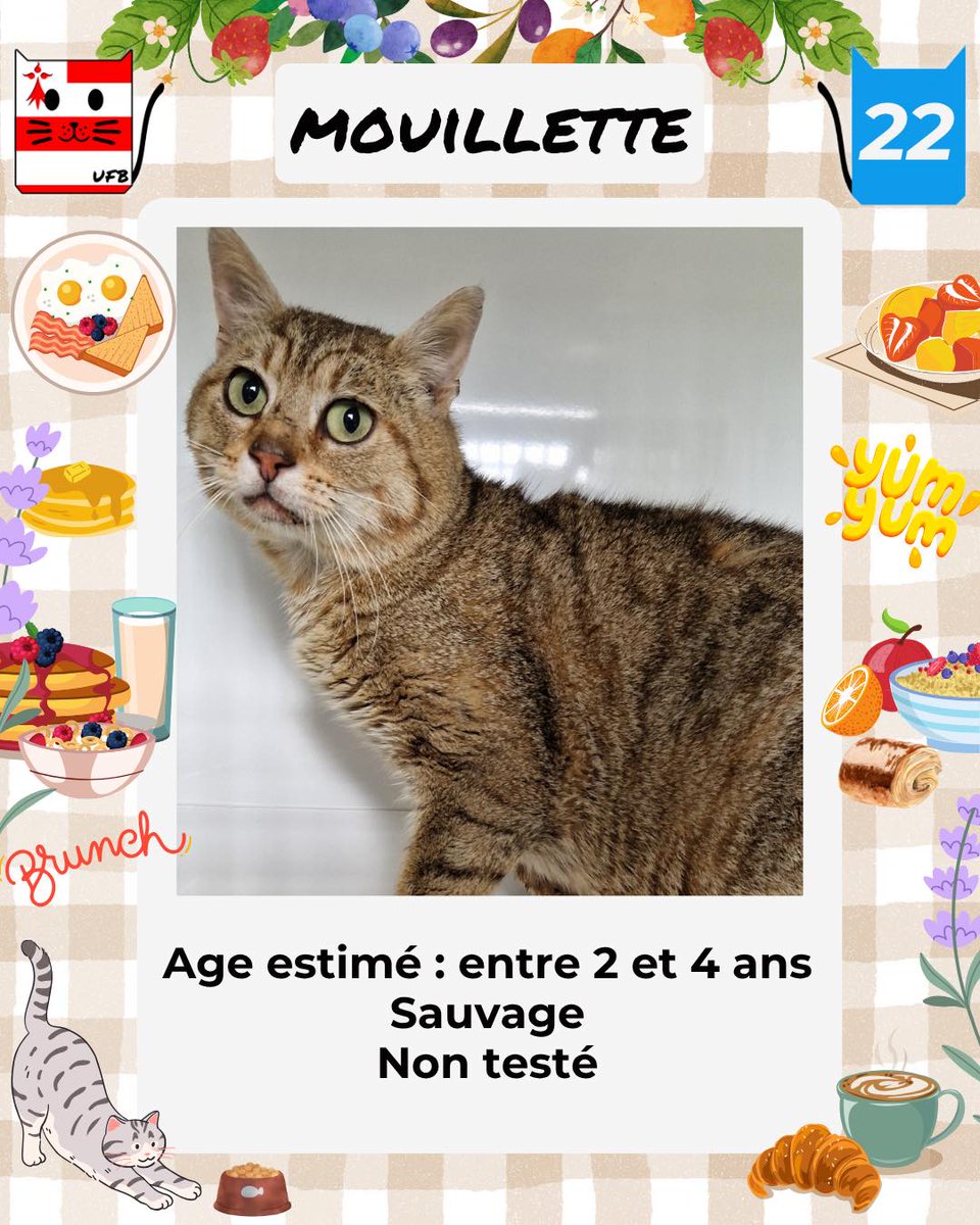 Je suis en fourrière en Bretagne dans le dépt 22     
Je suis à ADOPTER                                  
afin de me sauver de l'euthanasie.      
mais avant le 13Juin            
Contact: Urgences Fourrières de Bretagne :             
Lien⤵️ facebook.com/urgencesfourri…