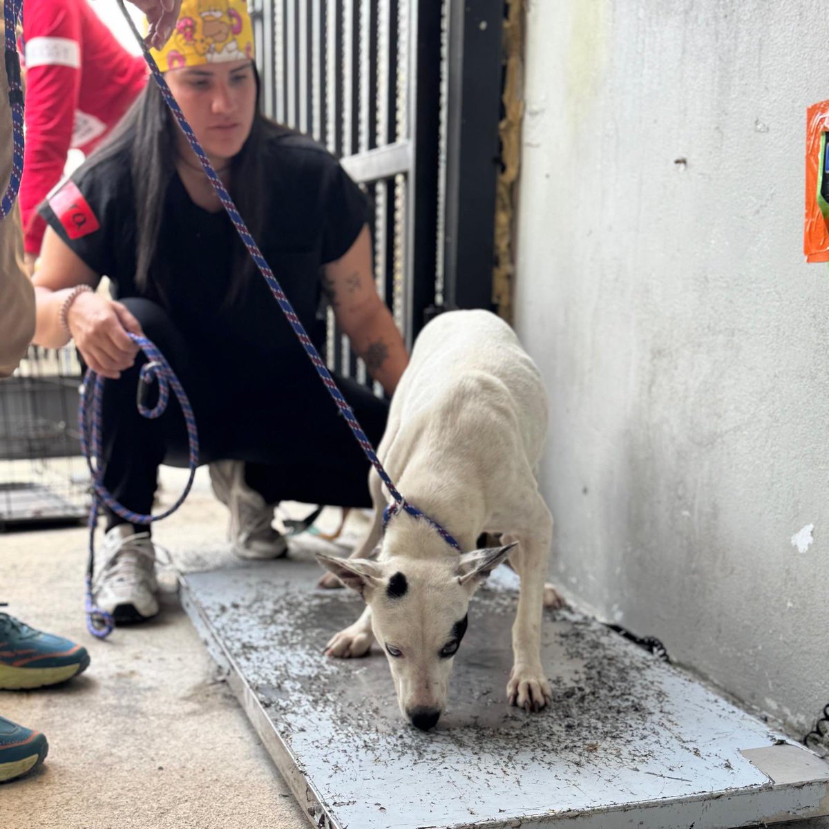 TheSatoProject's tweet photo. Some shots from this weekend’s TNR clinic through #OperationSato… #spayandneuter https://t.co/7N8W0ce2W4