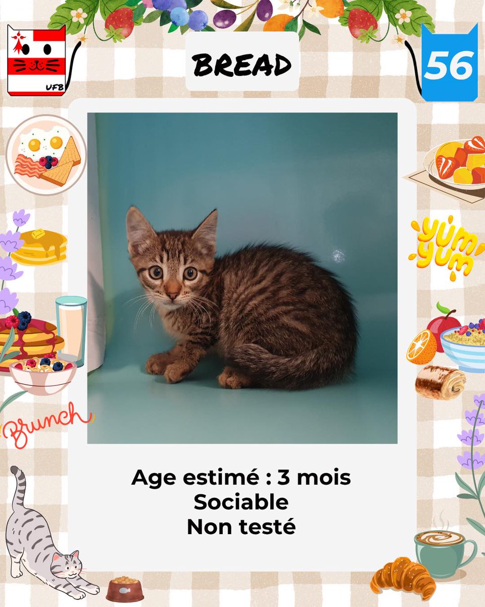 Je suis en fourrière en Bretagne dans le dépt 56     
Je suis à ADOPTER                                  
afin de me sauver de l'euthanasie.      
mais avant le 13 Juin            
Contact: Urgences Fourrières de Bretagne :             
Lien⤵️ facebook.com/urgencesfourri…………………