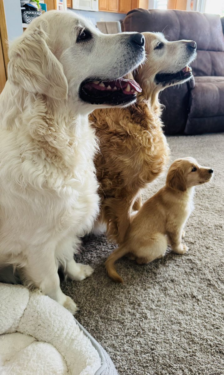 jenkuefler's tweet photo. 9 weeks old and Gipper is learning from the best big brothers, Lambeau and Wrigley💙🐾💙🐾💙
@NDFootball @Cubs @packers @KirkHerbstreit 
#goldenretrievers https://t.co/MRV8MsfSnB