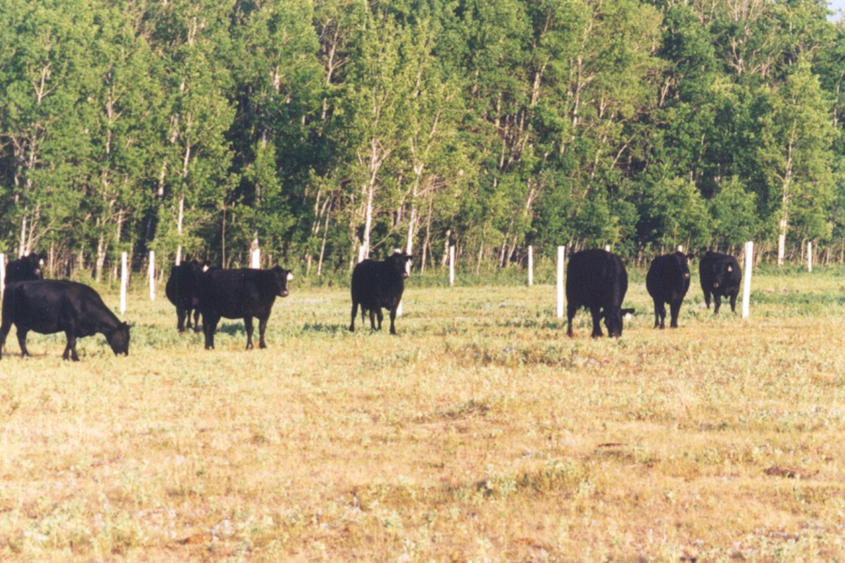Cull cow prices have followed closely along seasonal trends so far in 2025, with only two weeks where a notable decrease of around 5% was seen in Alberta D2 cow prices.……
Read More 👉: canfax.ca
#CanfaxMarket #CattleFacts #CDNag #BeefProduction #CanadianBeef
