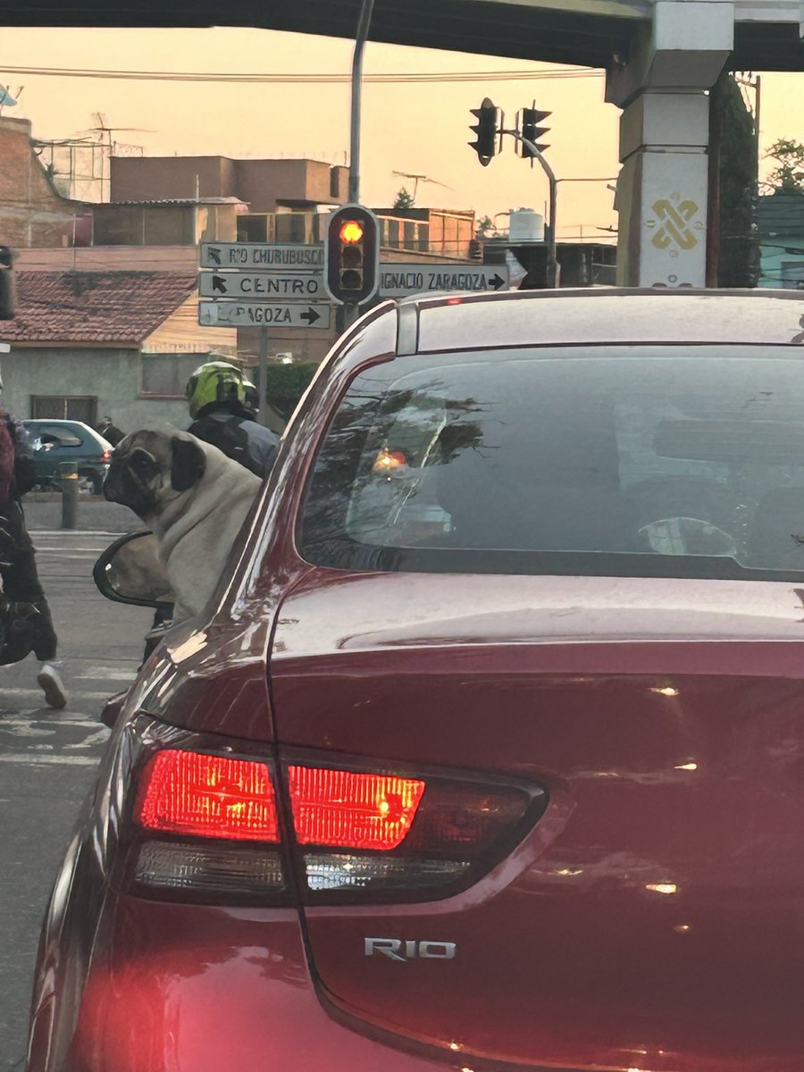 Miyizava's tweet image. #PoderosoEnLlamas 🔥🔥🔥 buena salsita saludos a Israel Ramirez deseando tener el ánimo del pug en mis viajes sobre el  asfalto de esta  ciudad