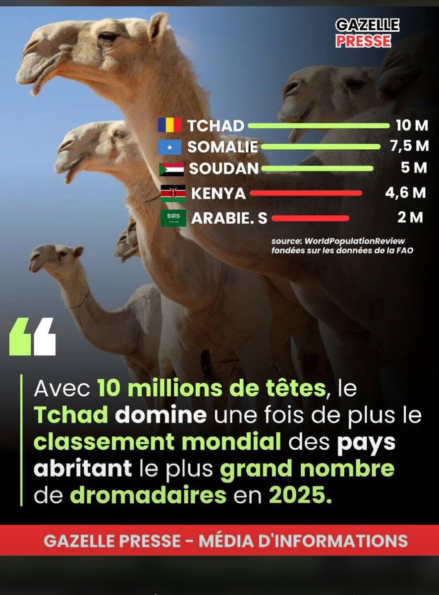 MHamitcherif's tweet photo. 10 millions de bosses et aucune ne nous ralentit. On ne suit pas la caravane on la mène car au Tchad, on parle souvent de pétrole, mais nos vraies richesses marchent sur quatre pattes : nous sommes les gardiens du Sahel 🇹🇩🐪 https://t.co/VYTTTyKLhV