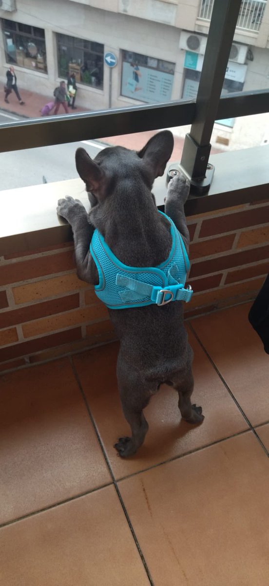 bash98's tweet photo. El viejo Rocky https://t.co/28mYIR8cYx