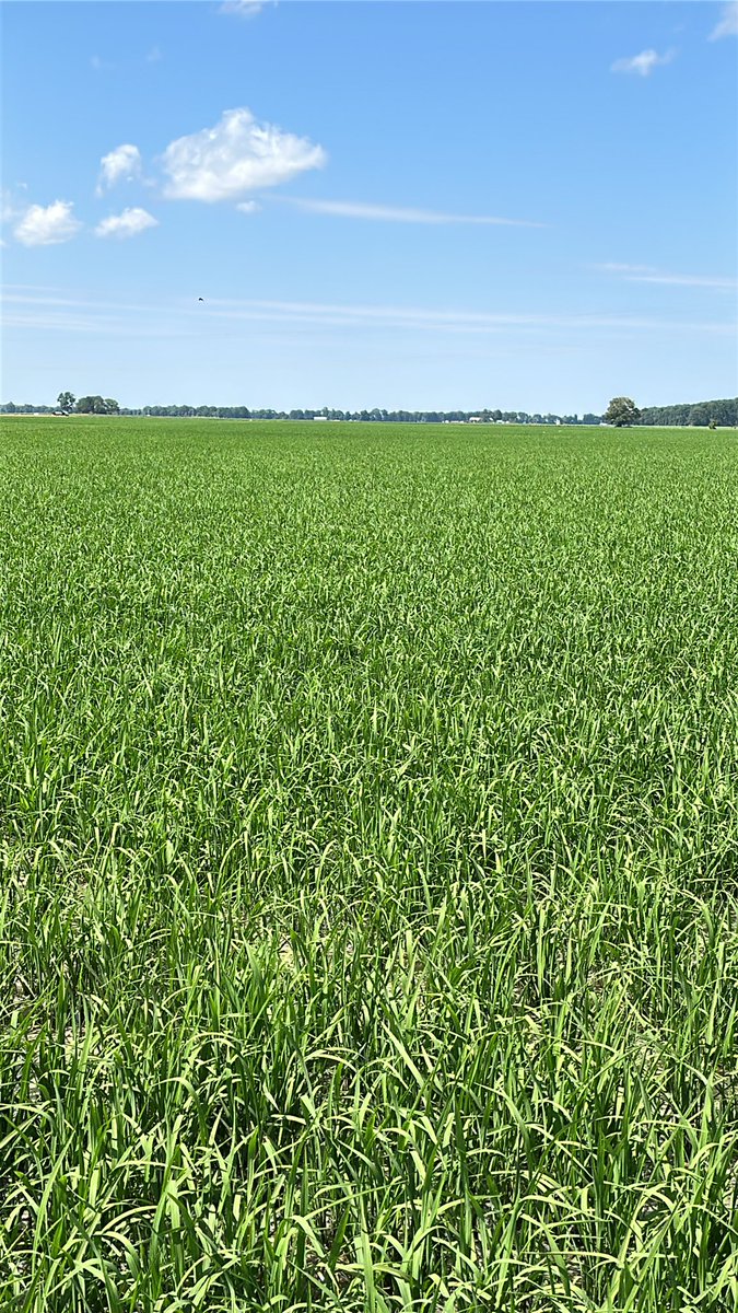 *Insert obligatory June rice photo two weeks post flood here*