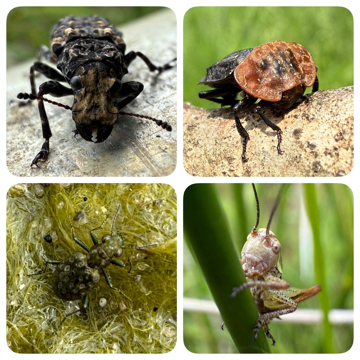 CleySpy (@cleyspy) on Twitter photo Always an interesting day with <a href="/talk_wildlife/">talk: Wildlife</a> 🪲
#invertebrates #norfolk #wildlife #education #macrophotography Always an interesting day with <a href="/talk_wildlife/">talk: Wildlife</a> 🪲
#invertebrates #norfolk #wildlife #education #macrophotography