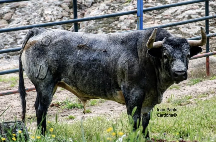 En Vic-Fezensac ha salido Cotorro, de Flor de Jara, un toro cárdeno bragado con bravura, clase y fondo. Una embestida digna de reconocimiento. Pero la plaza, rígida en su criterio, no ha pedido la vuelta al ruedo. A veces, el rigor mal entendido eclipsa la verdad del toro