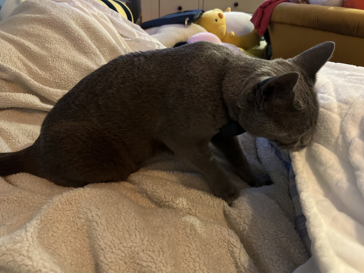 anyone elses thing do this