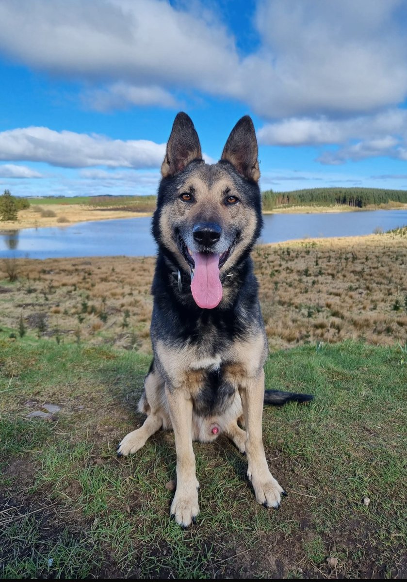 🌟 OFFICIALLY RETIRED 🌟

Deploying up in Dundee &amp; down in Glasgow, our pal #PDBo is hanging up his lead &amp; calling it a day. A top dog at tracking down everyone from the vulnerable to the criminal and excelling at everything in between!

Well done #PDBo 👏🏻 
(no more nightshifts)