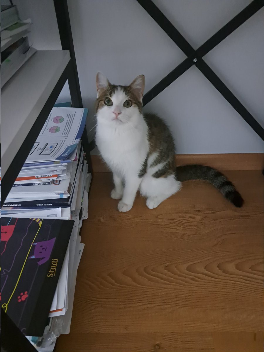 masum rolu keste masadakı esyaları devırıp bagıra bagıra mıyavladıgını anlamasınlar turtık