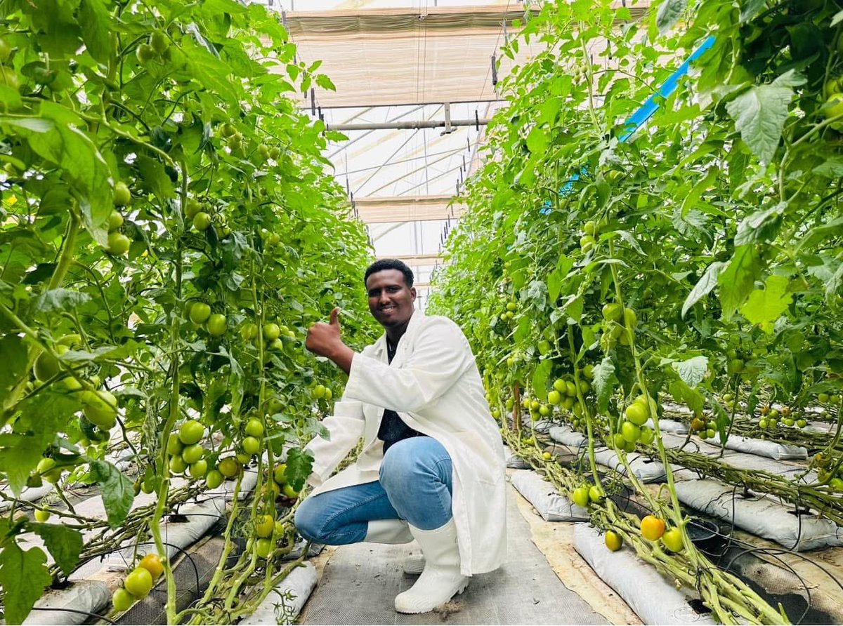 musse408's tweet image. Here in Somalia 🇸🇴🚜🌾

We’re on a mission to produce quality vegetables and ensure there’s no seasonal shortage in the country.
Because every family deserves fresh, healthy food  all year round.
#HungerFree #SustainableFarming