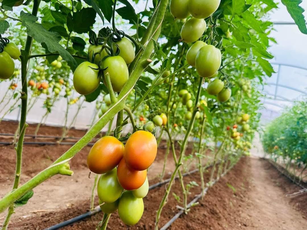 musse408's tweet image. Here in Somalia 🇸🇴🚜🌾

We’re on a mission to produce quality vegetables and ensure there’s no seasonal shortage in the country.
Because every family deserves fresh, healthy food  all year round.
#HungerFree #SustainableFarming