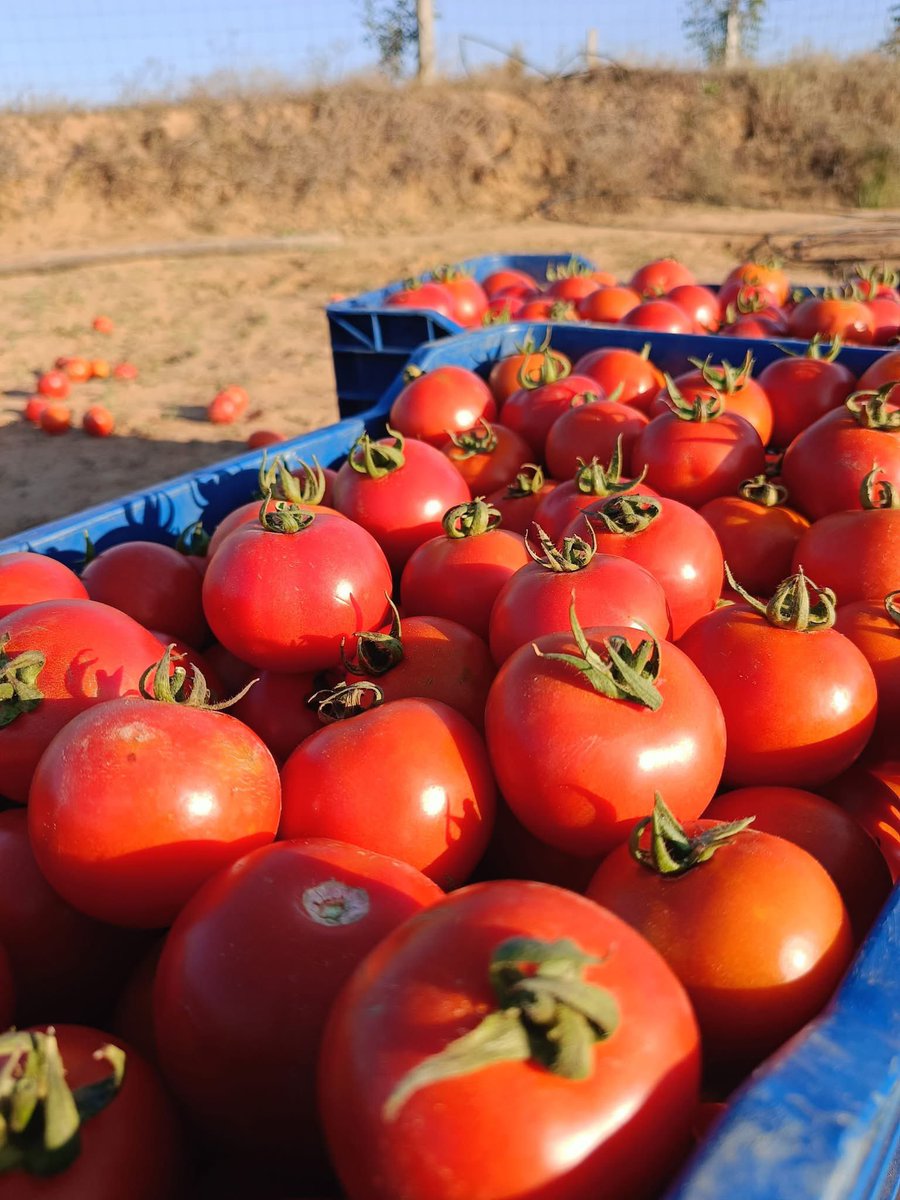 musse408's tweet image. Here in Somalia 🇸🇴🚜🌾

We’re on a mission to produce quality vegetables and ensure there’s no seasonal shortage in the country.
Because every family deserves fresh, healthy food  all year round.
#HungerFree #SustainableFarming