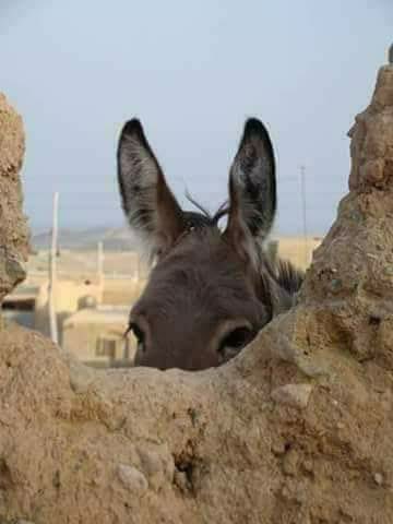 الاخوانيك المتأسلمين و هم ينتظرون اقامة الخلافة في سوريا و فلسطين ولبنان…